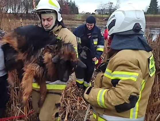 Strażacy uratowali psa i mężczyznę