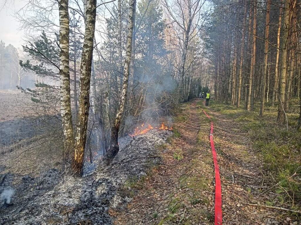 W pobliżu Psi Głów doszło do pożaru lasu